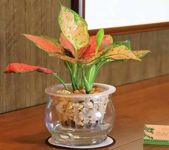 花卉租赁新选择，宁波杭州湾花木出租公司><div class=